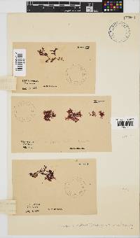 Yonagunia maillardii image