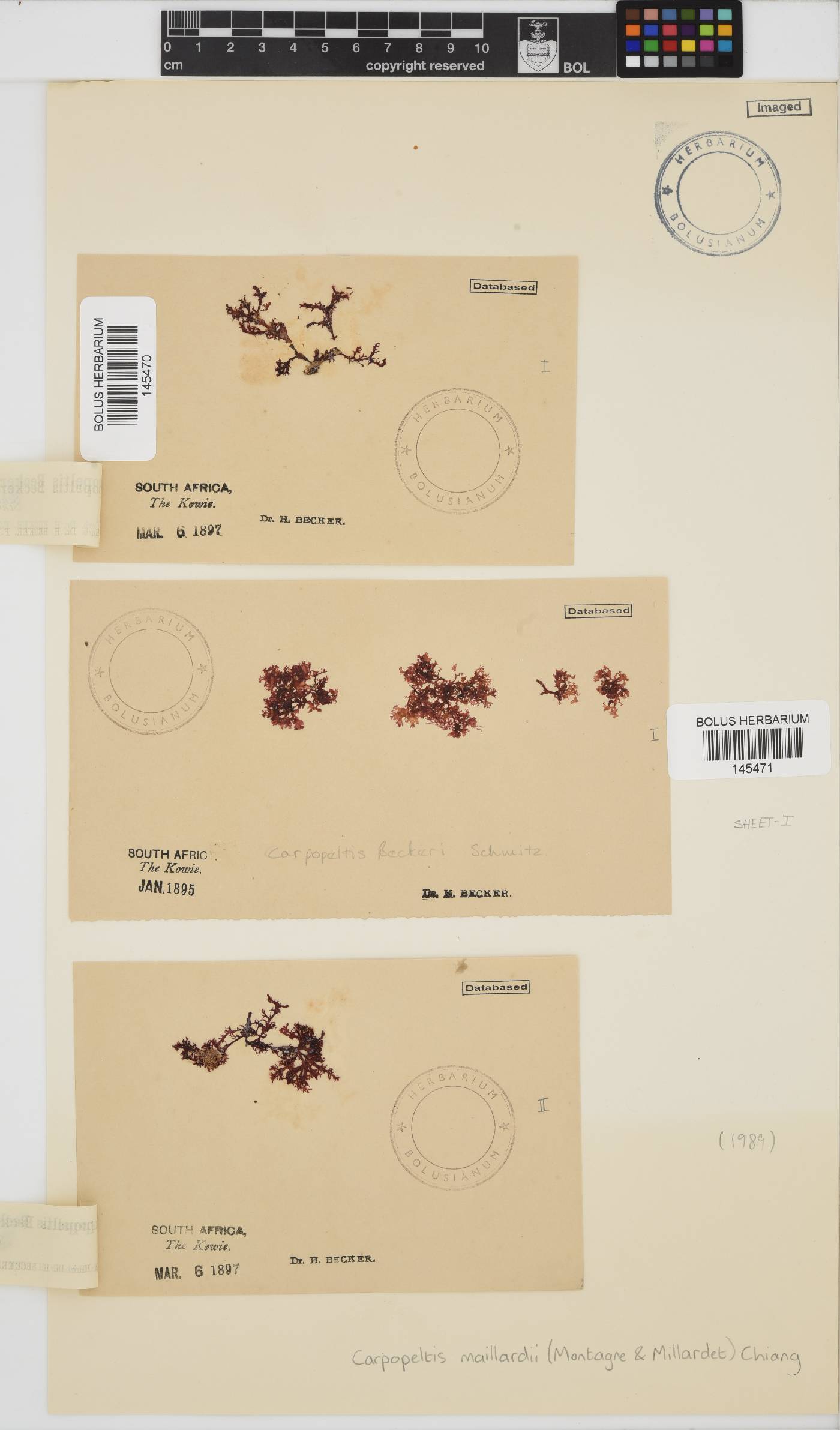 Yonagunia maillardii image