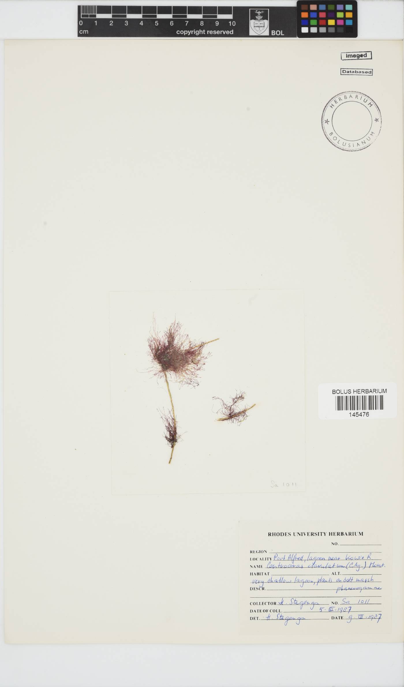 Centroceras clavulatum image
