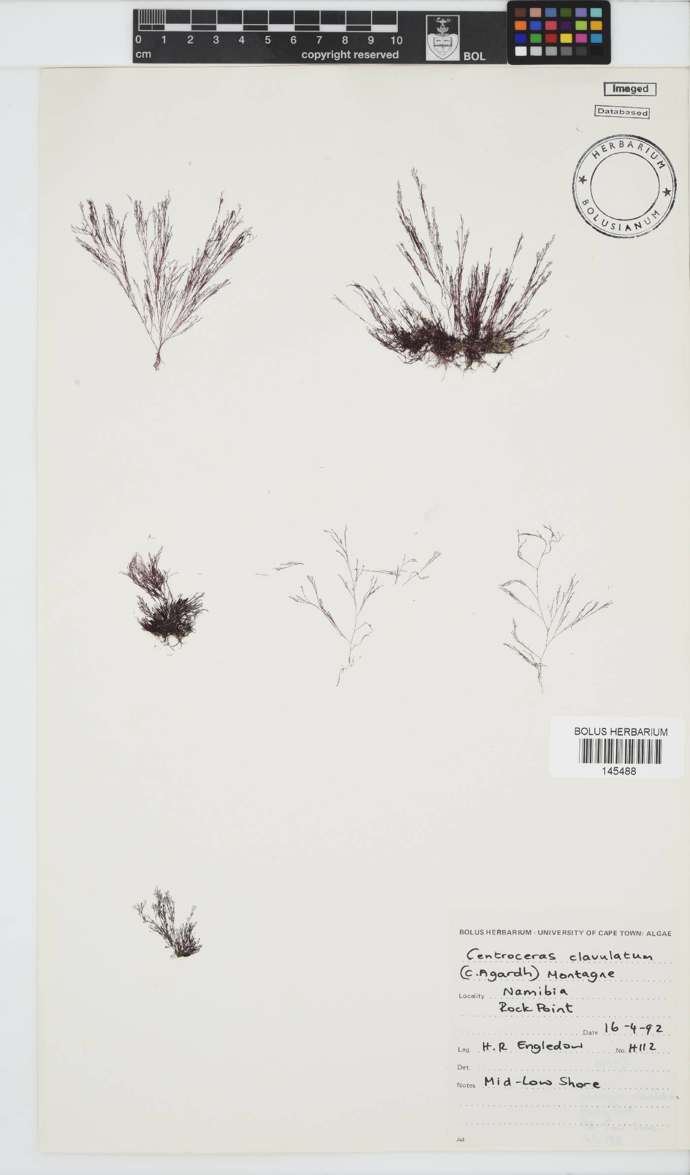 Centroceras image
