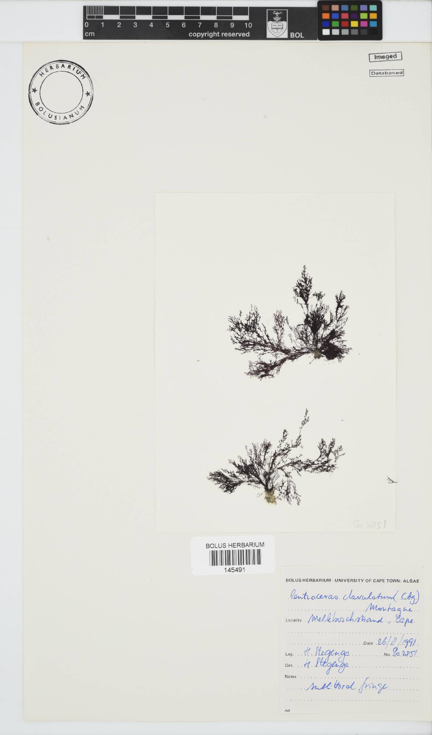 Centroceras clavulatum image