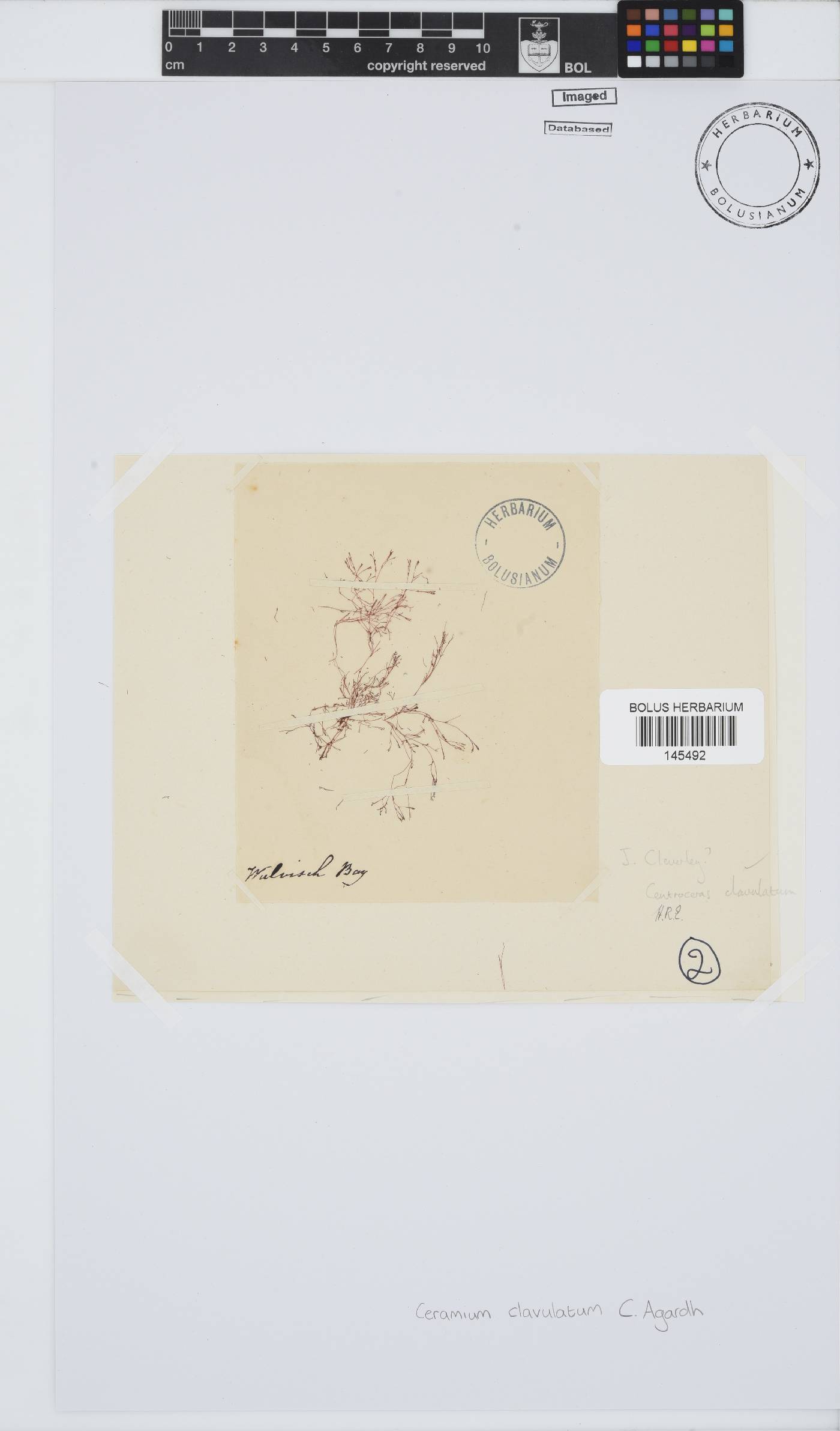 Centroceras clavulatum image