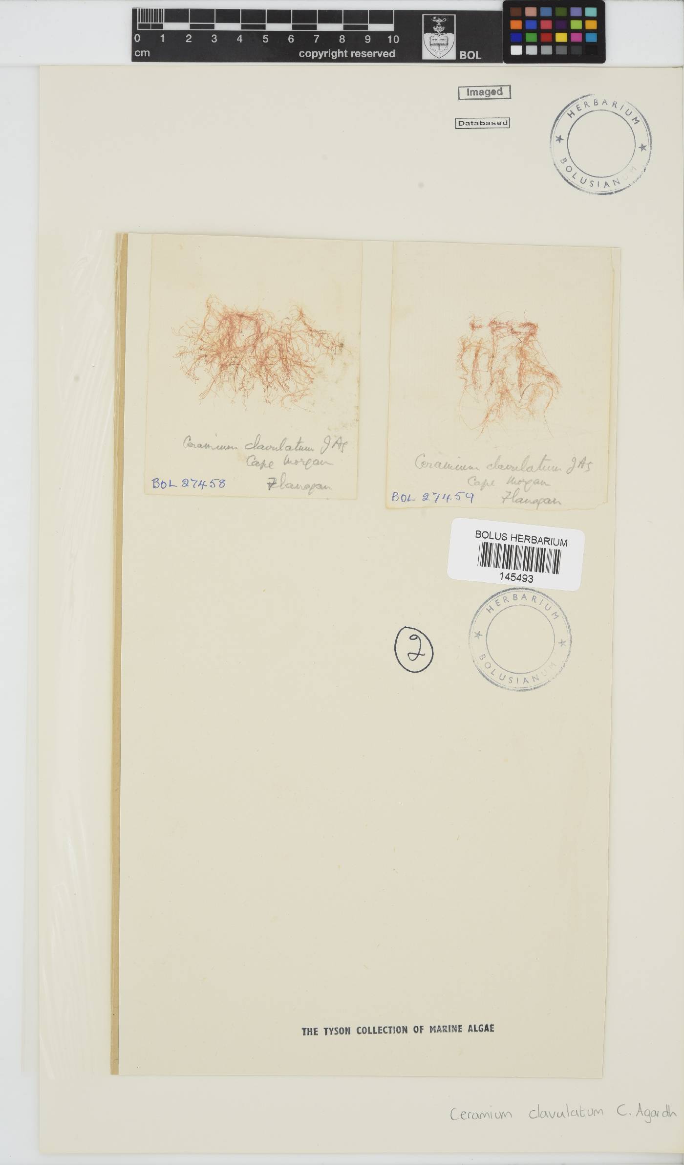 Centroceras clavulatum image