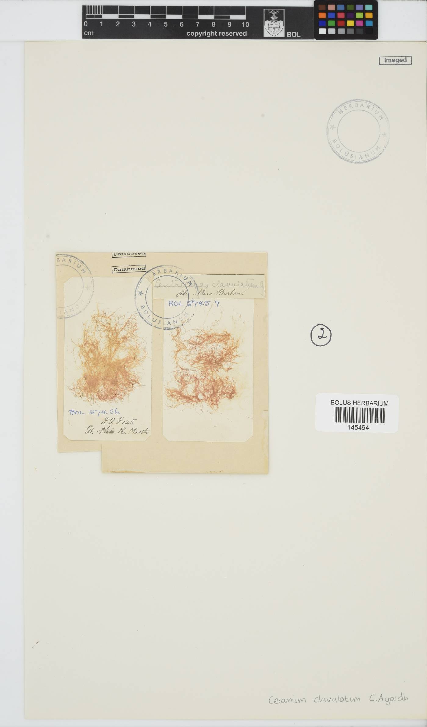 Centroceras clavulatum image