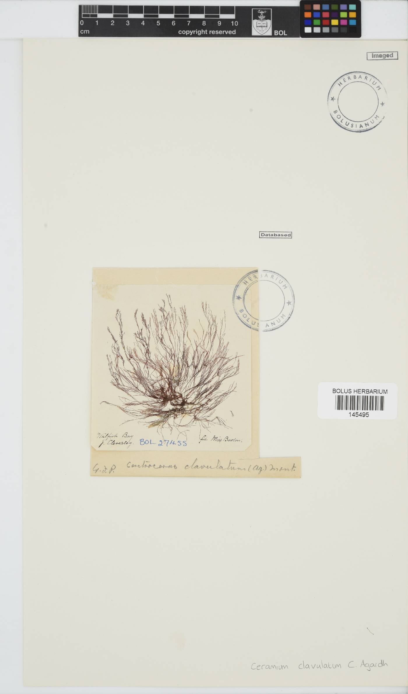 Centroceras clavulatum image