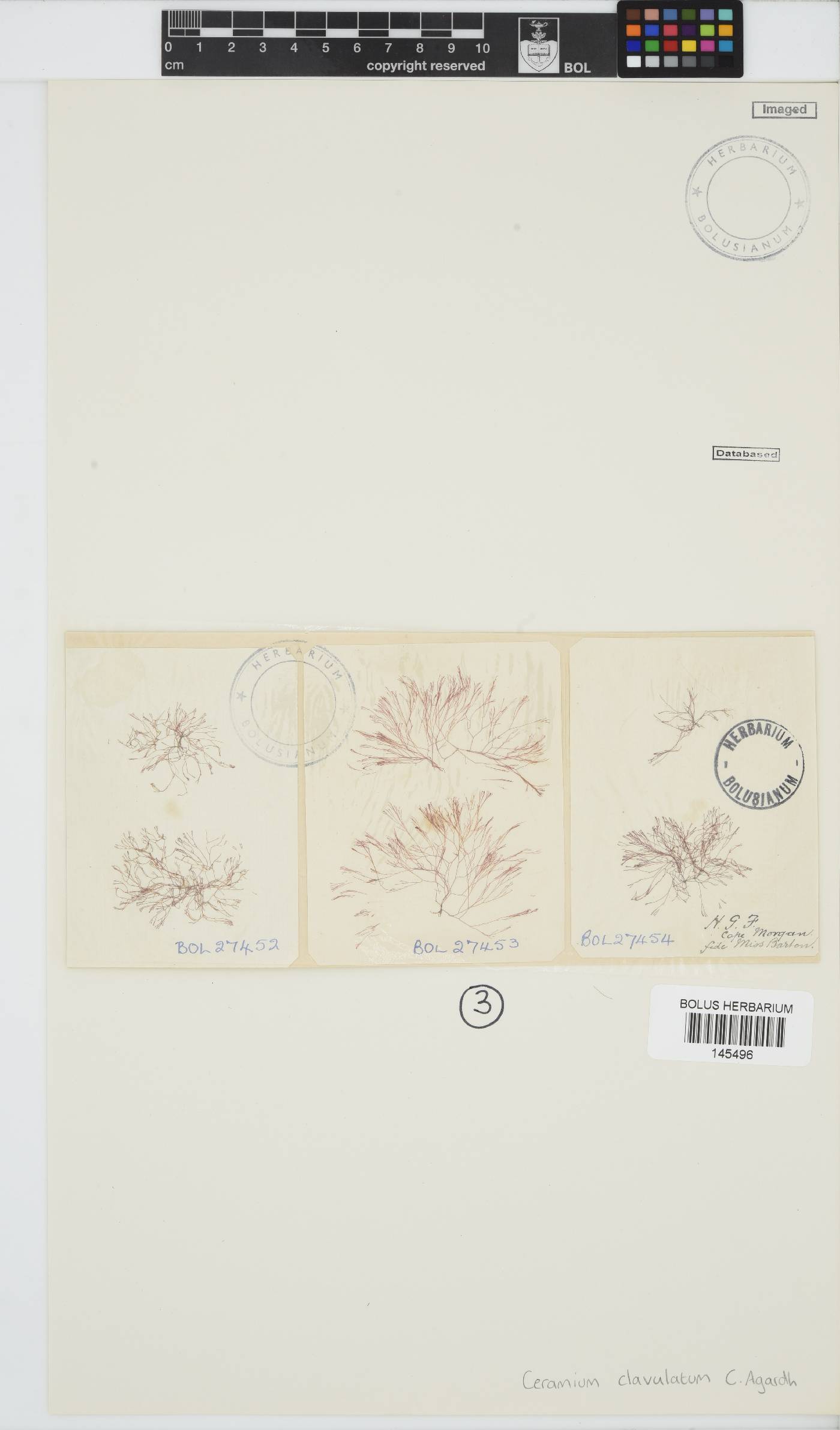 Centroceras clavulatum image