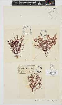 Centroceras clavulatum image