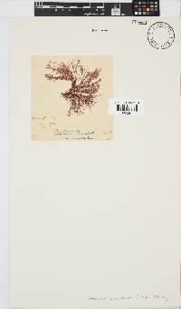 Centroceras clavulatum image