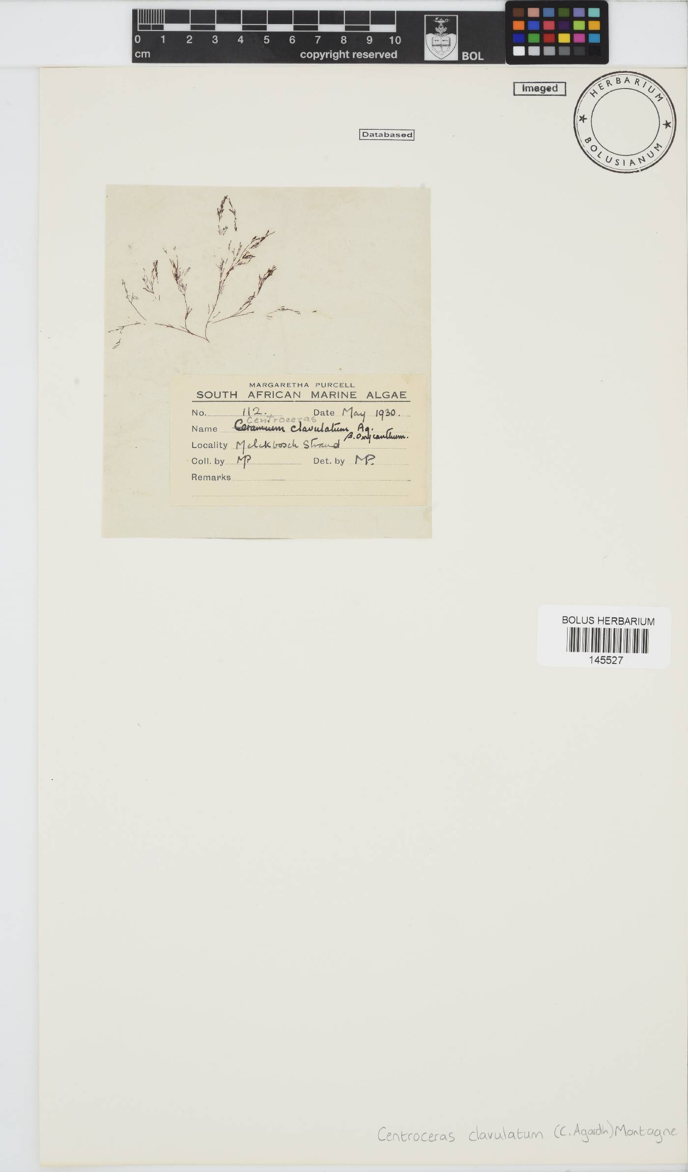 Centroceras clavulatum image