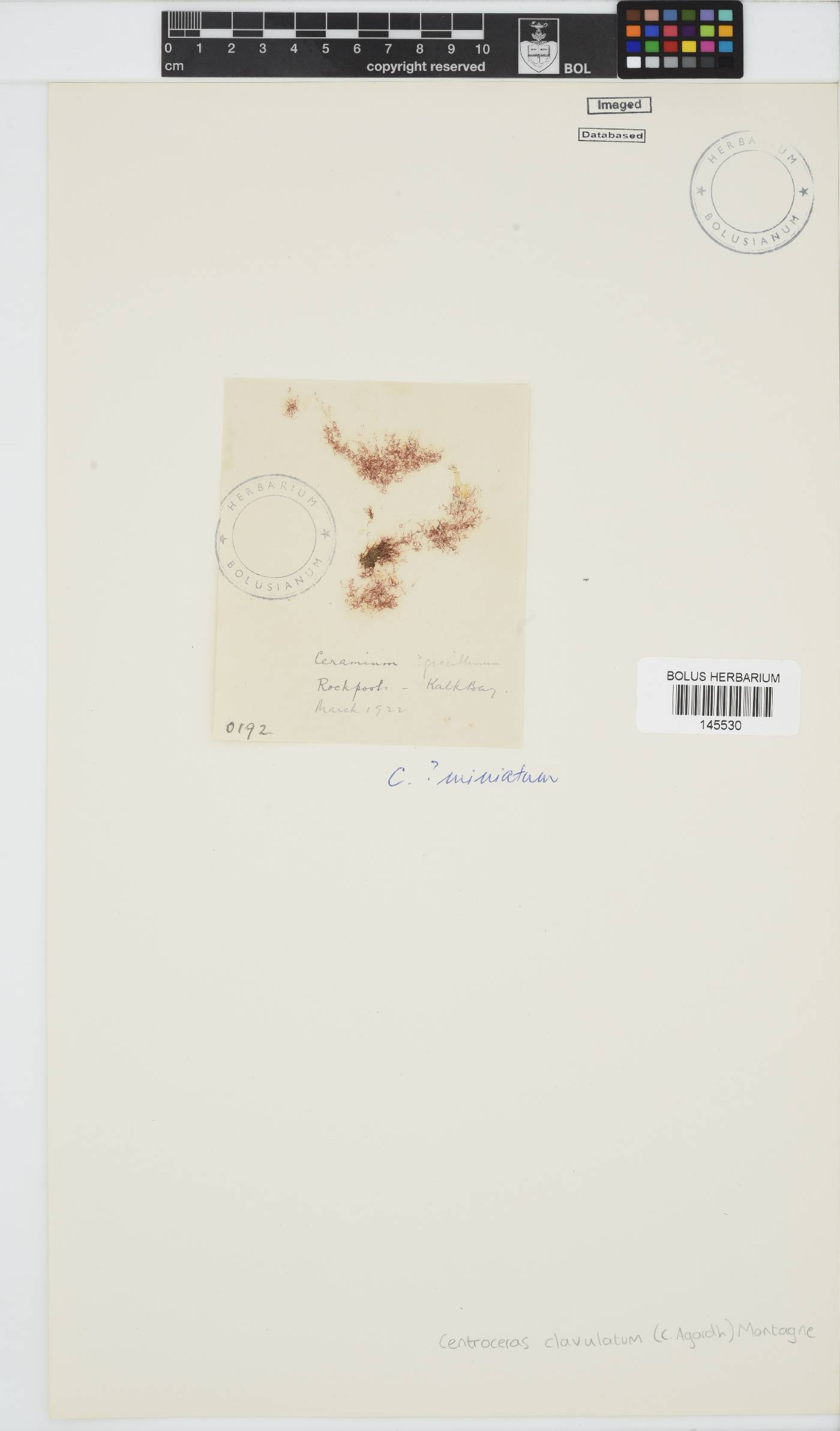Centroceras clavulatum image