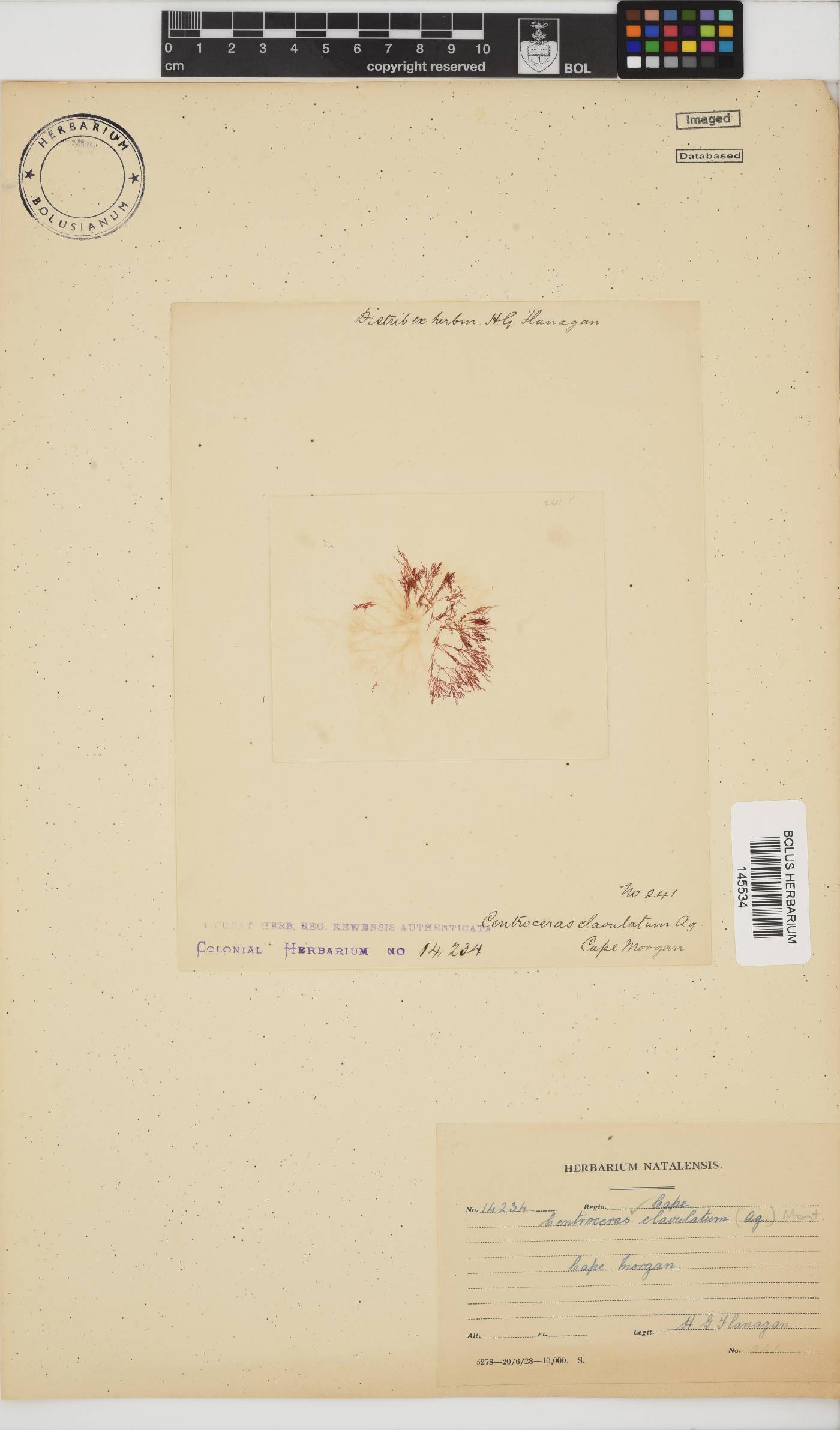 Centroceras clavulatum image