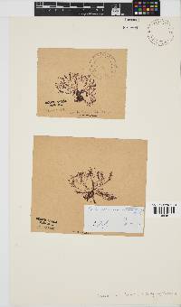 Centroceras clavulatum image