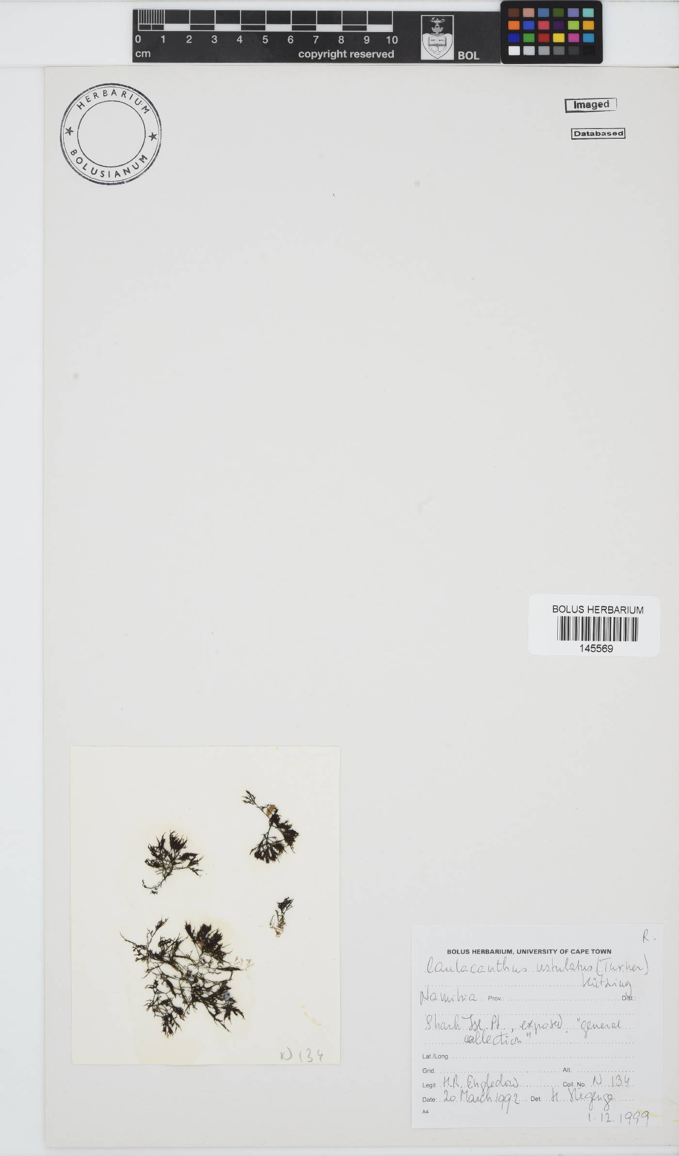 Caulacanthus image