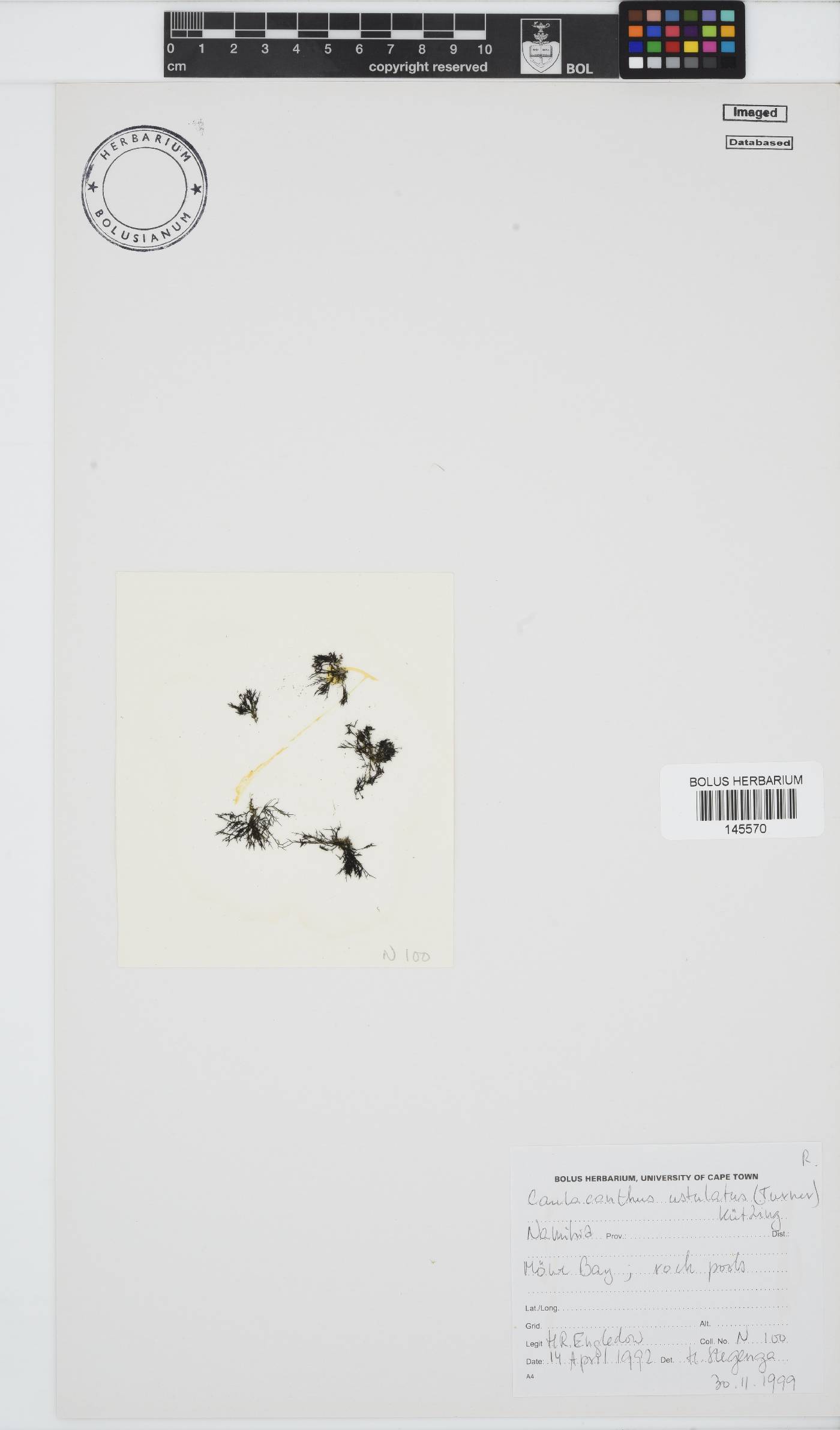 Caulacanthus ustulatus image