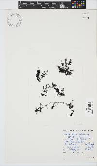 Caulacanthus ustulatus image