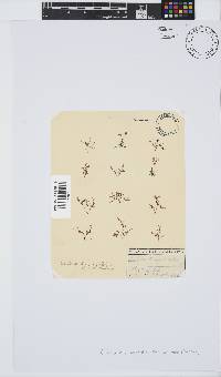 Caulacanthus ustulatus image