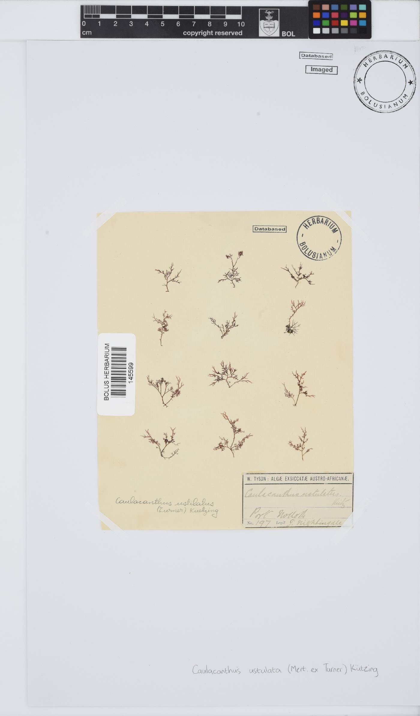 Caulacanthus ustulatus image