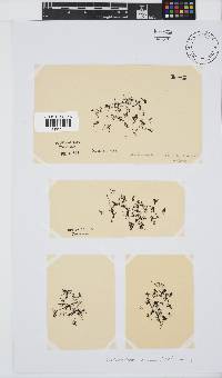 Caulacanthus ustulatus image