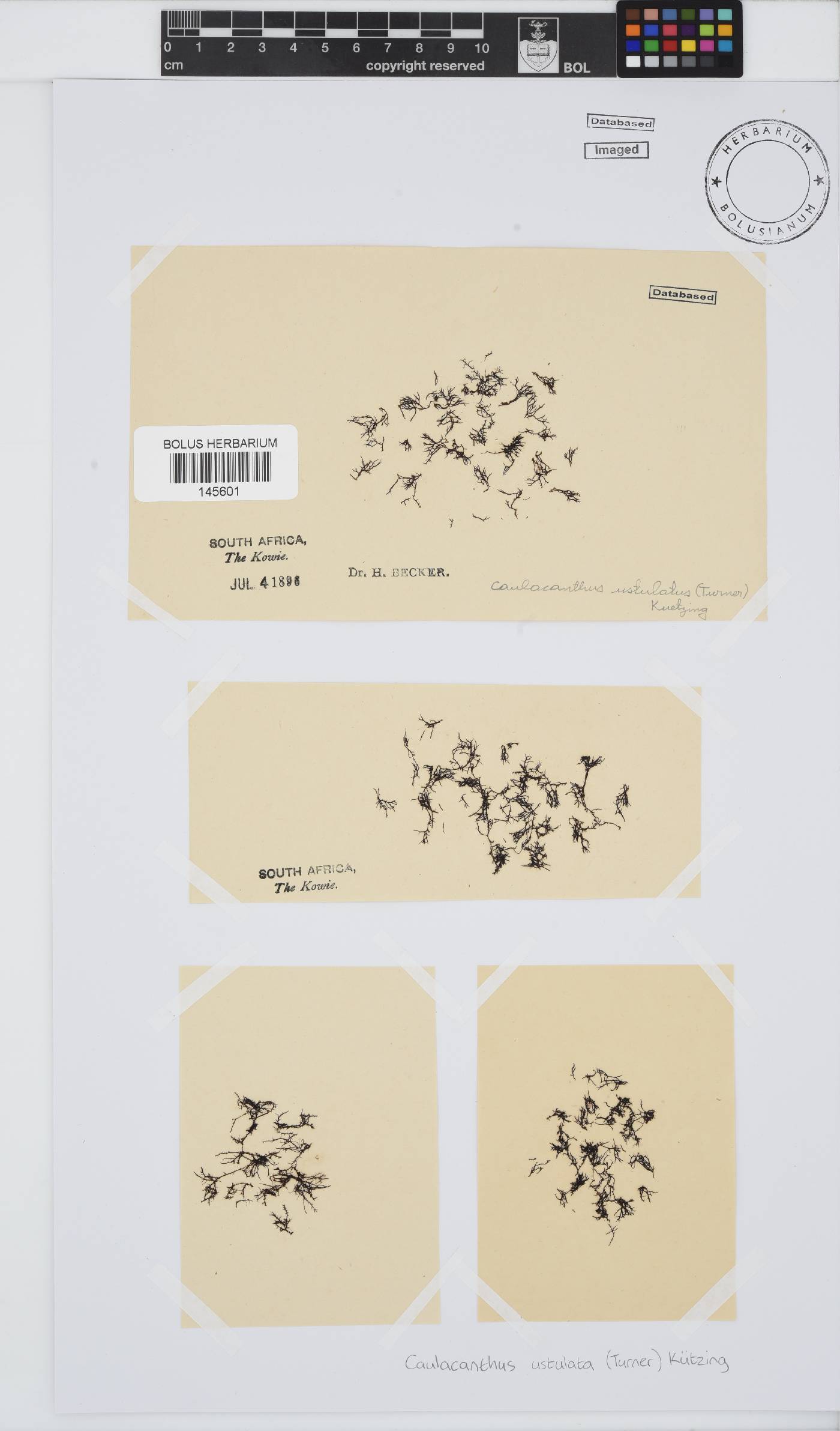 Caulacanthus ustulatus image