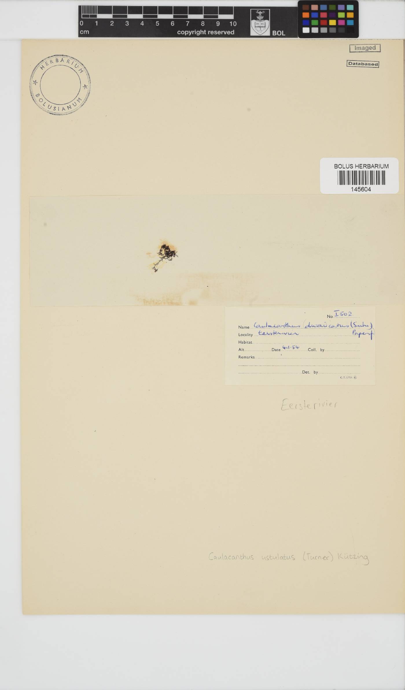 Caulacanthus ustulatus image