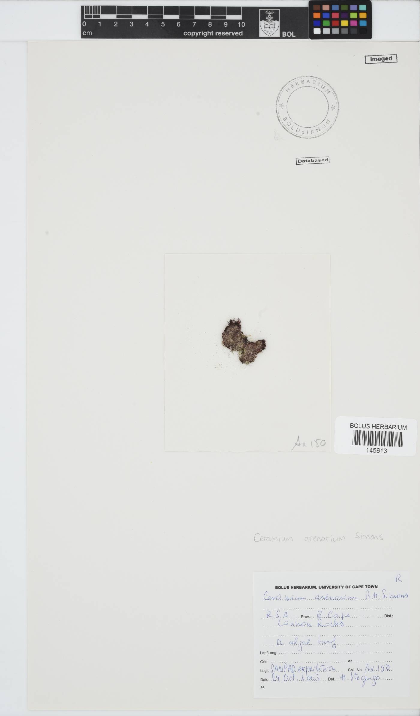 Ceramium image