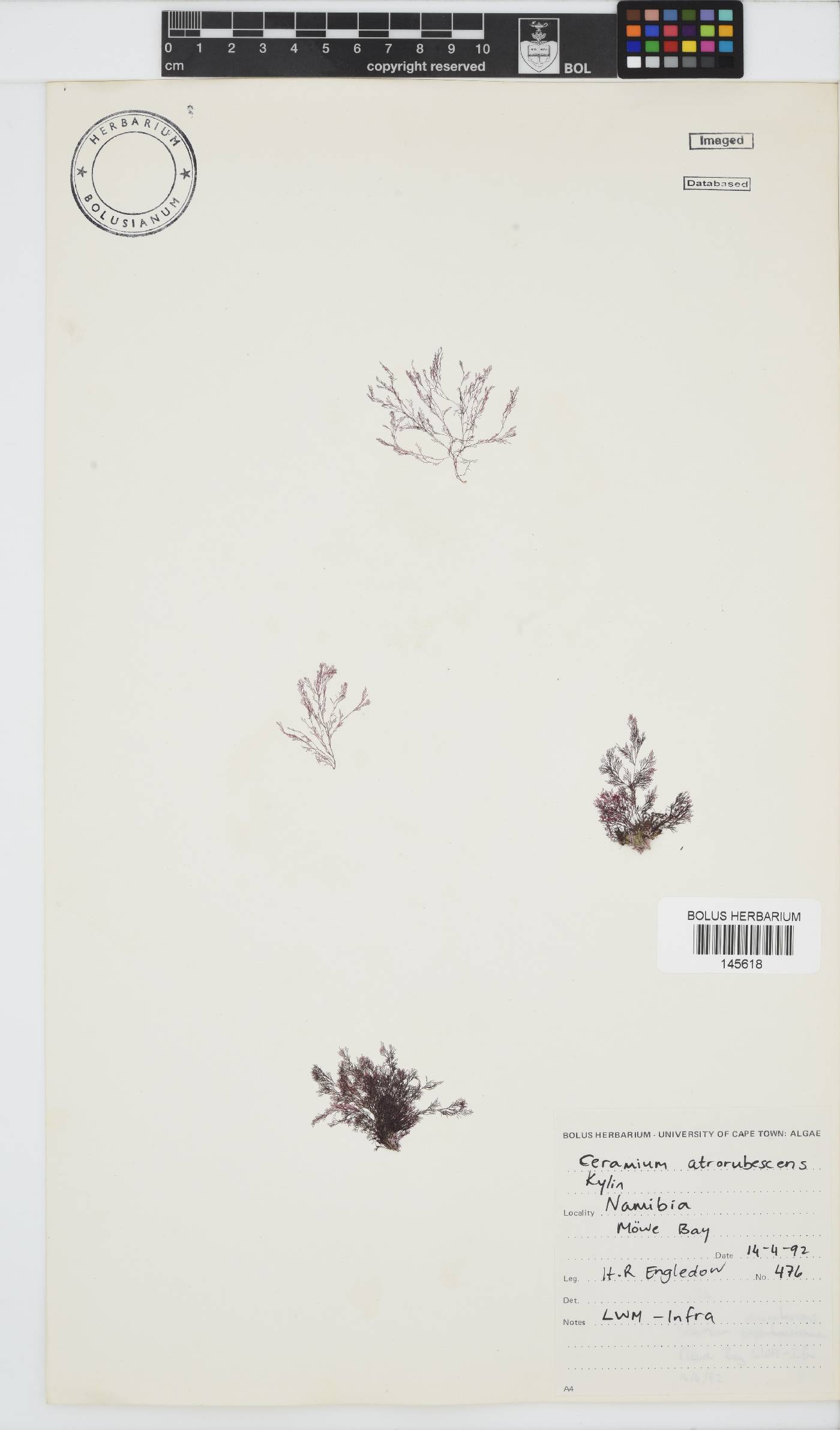 Ceramium atrorubescens image
