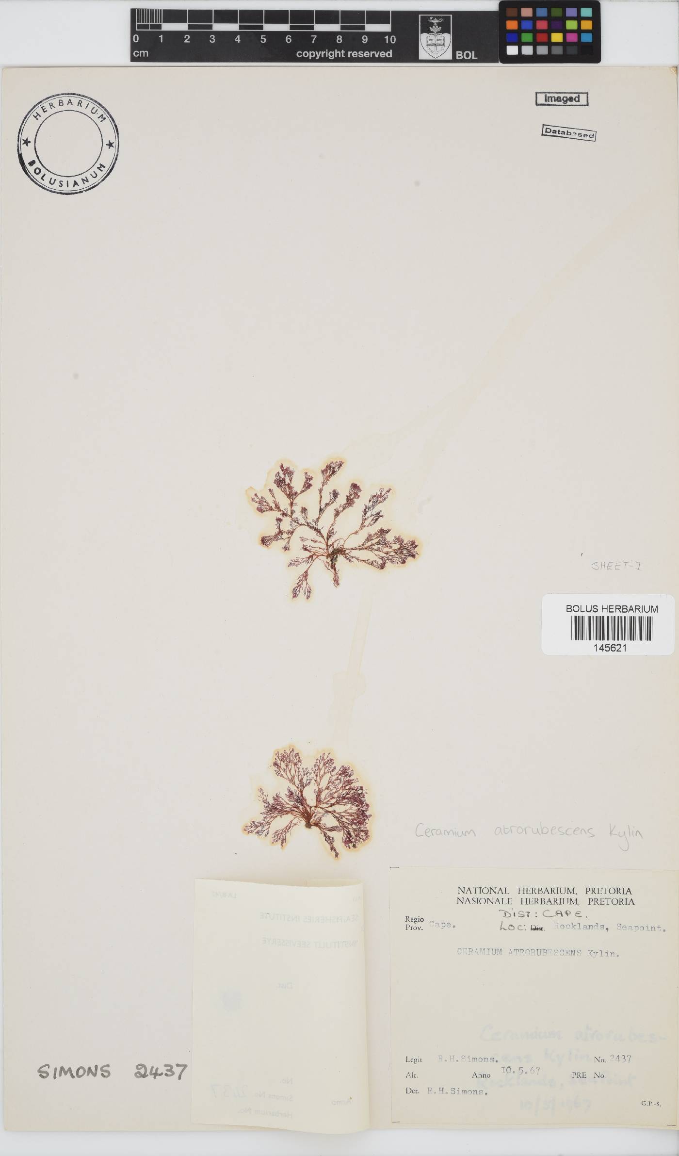 Ceramium atrorubescens image