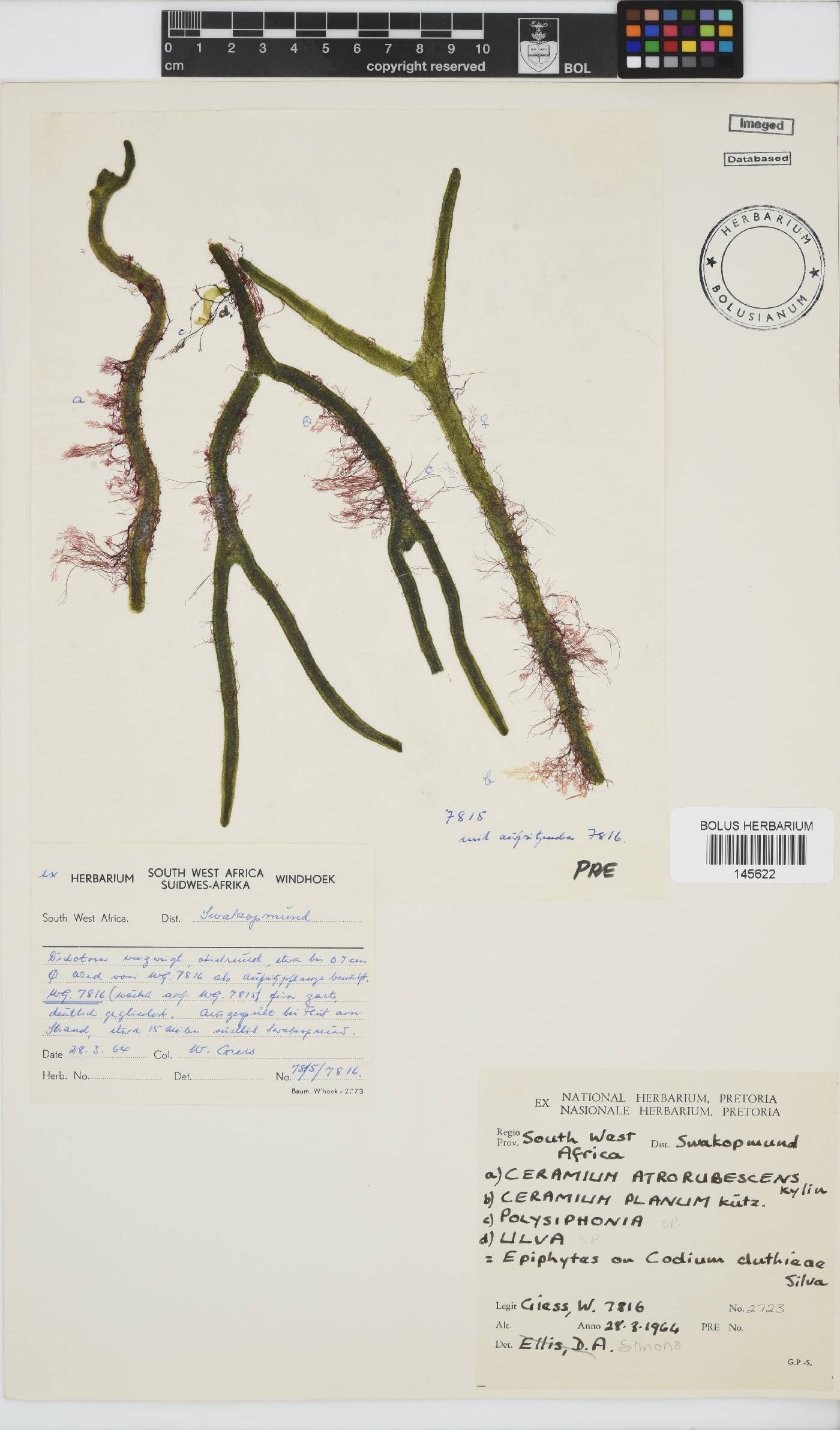 Ceramium atrorubescens image