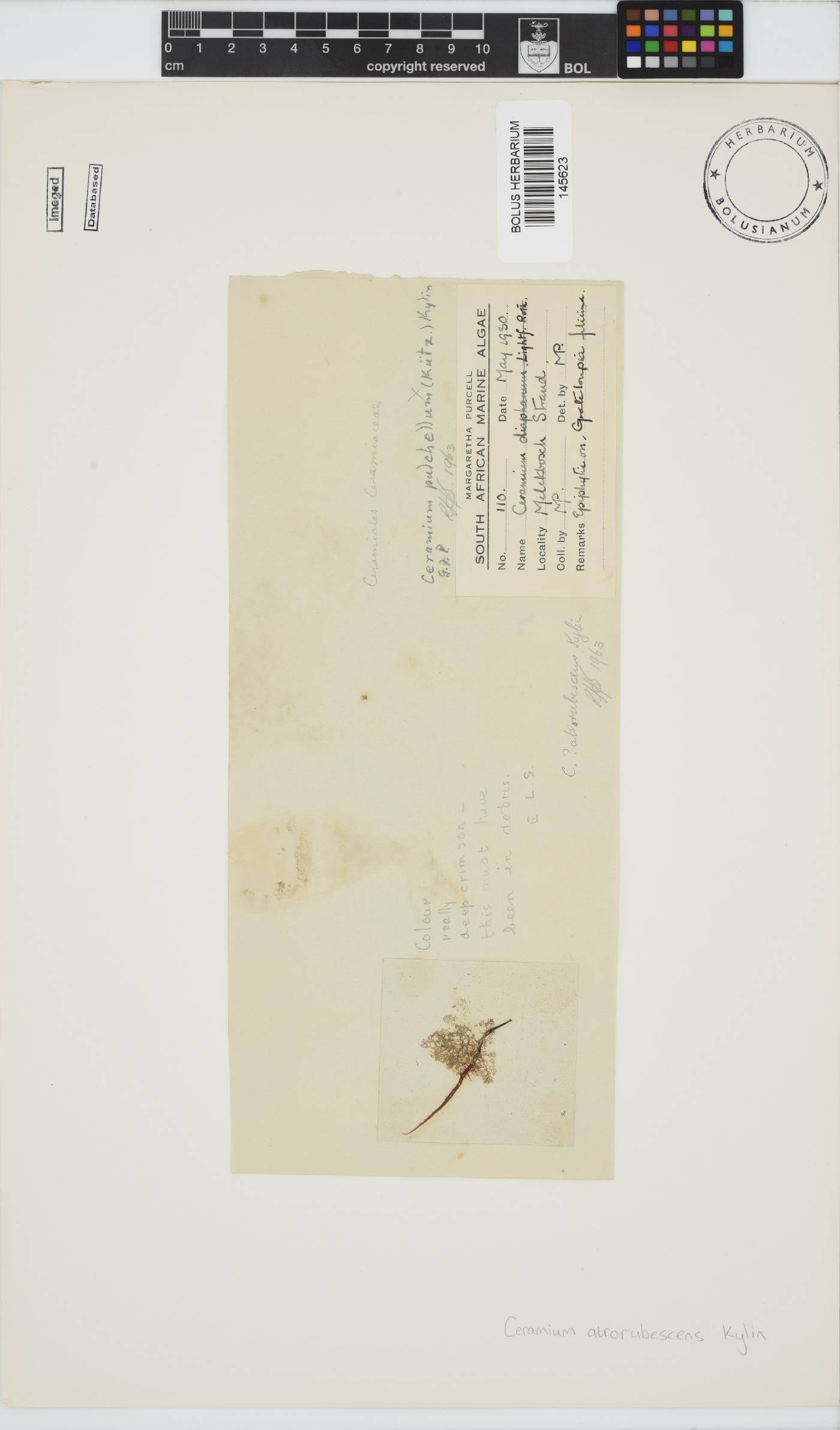 Ceramium atrorubescens image