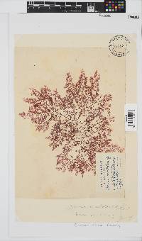 Pseudoceramium planum image