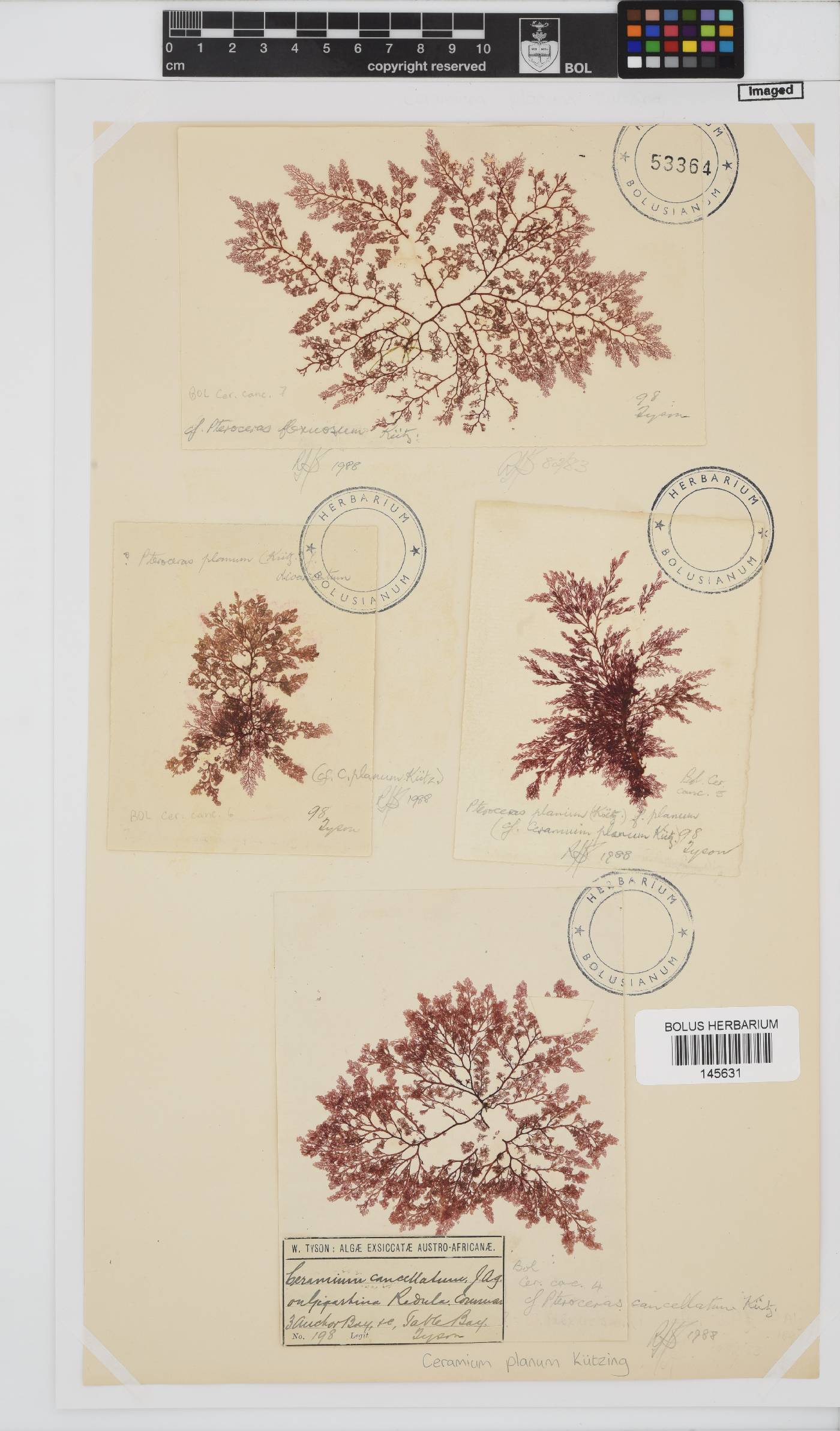 Pseudoceramium image