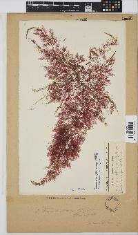 Pseudoceramium planum image