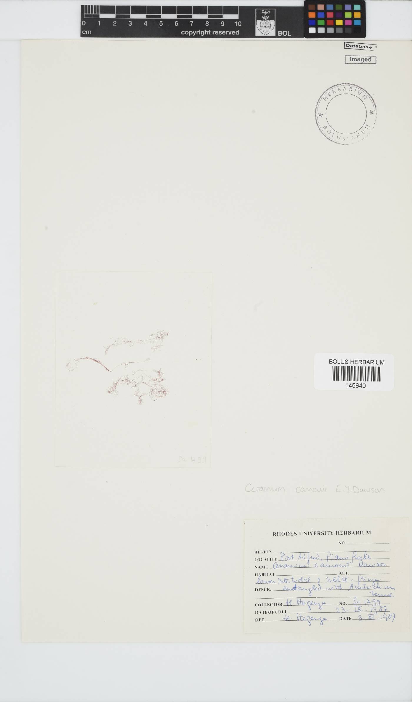 Ceramium camouii image
