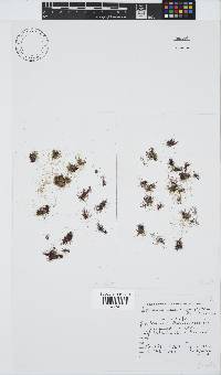 Ceramium centroceratiforme image