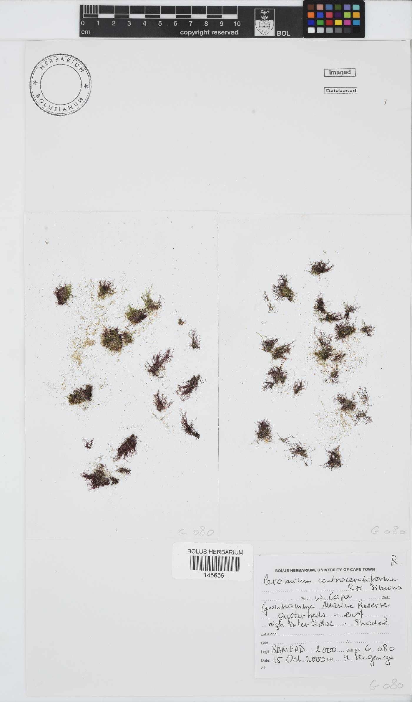 Ceramium centroceratiforme image
