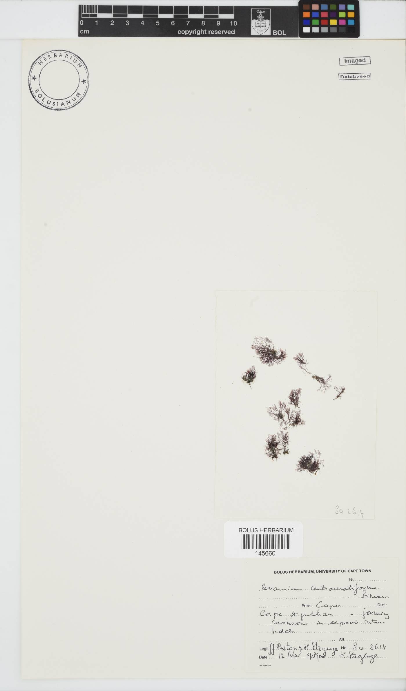 Ceramium centroceratiforme image