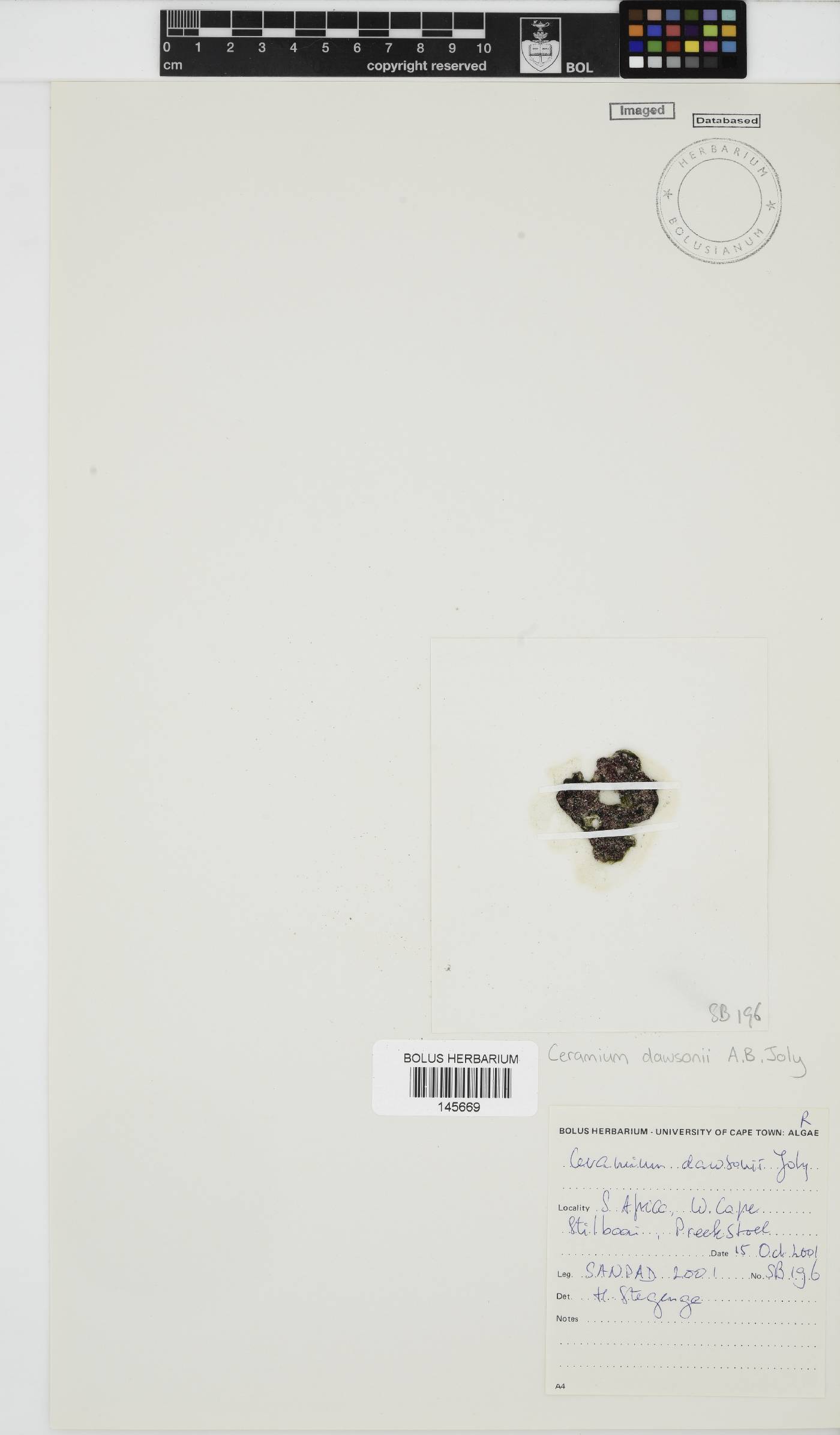 Gayliella dawsonii image