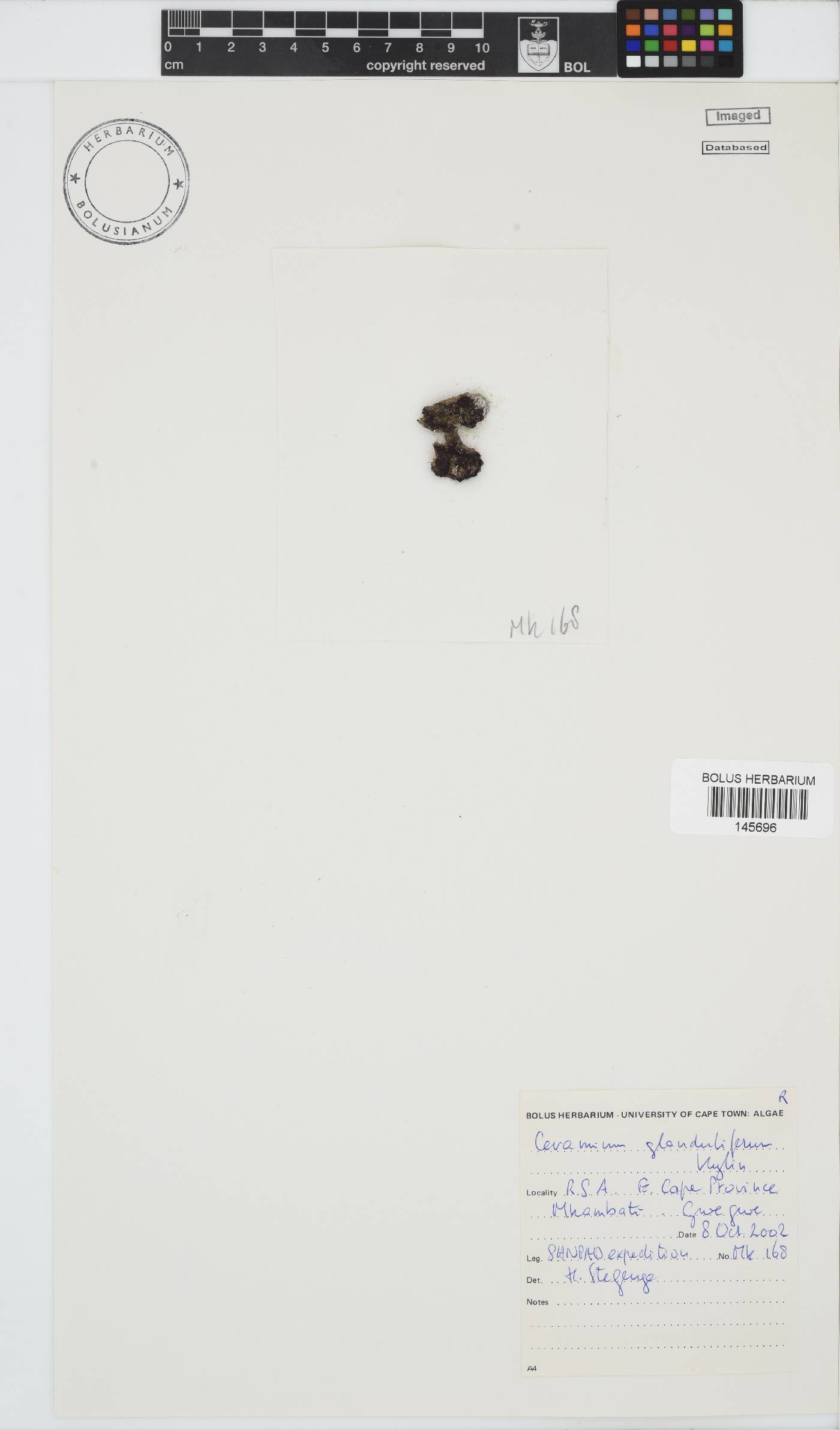 Ceramium glanduliferum image