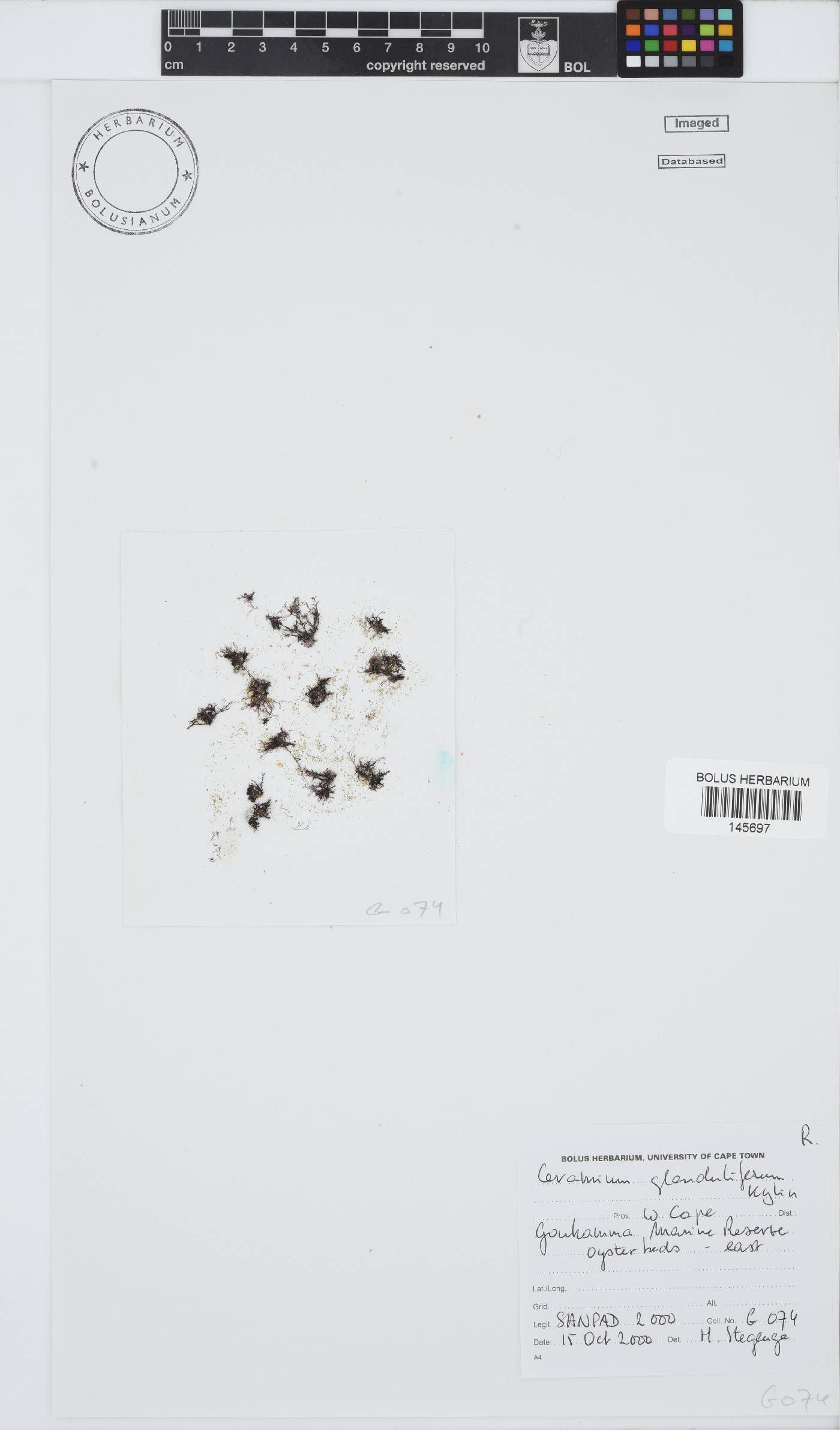 Ceramium glanduliferum image