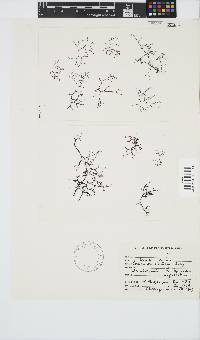 Carpoblepharis obsoleta image