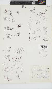 Carpoblepharis obsoleta image