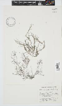 Carpoblepharis obsoleta image