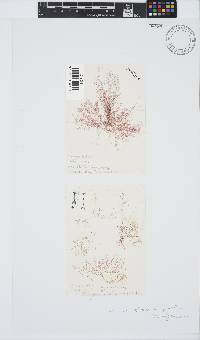 Ceramium diaphanum image