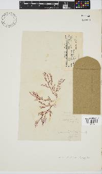 Carpoblepharis obsoleta image