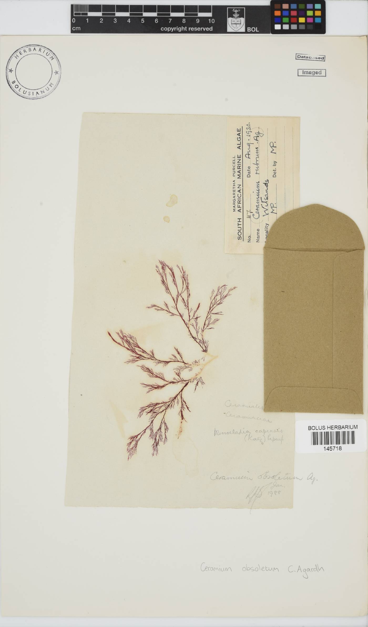 Carpoblepharis obsoleta image