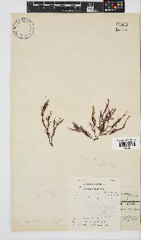 Carpoblepharis obsoleta image