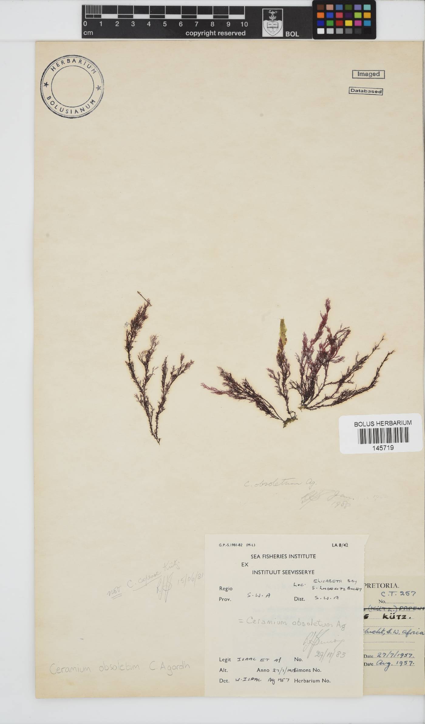 Carpoblepharis obsoleta image