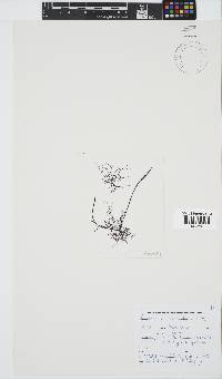 Carpoblepharis obsoleta image
