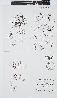 Carpoblepharis obsoleta image