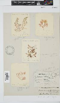 Carpoblepharis obsoleta image